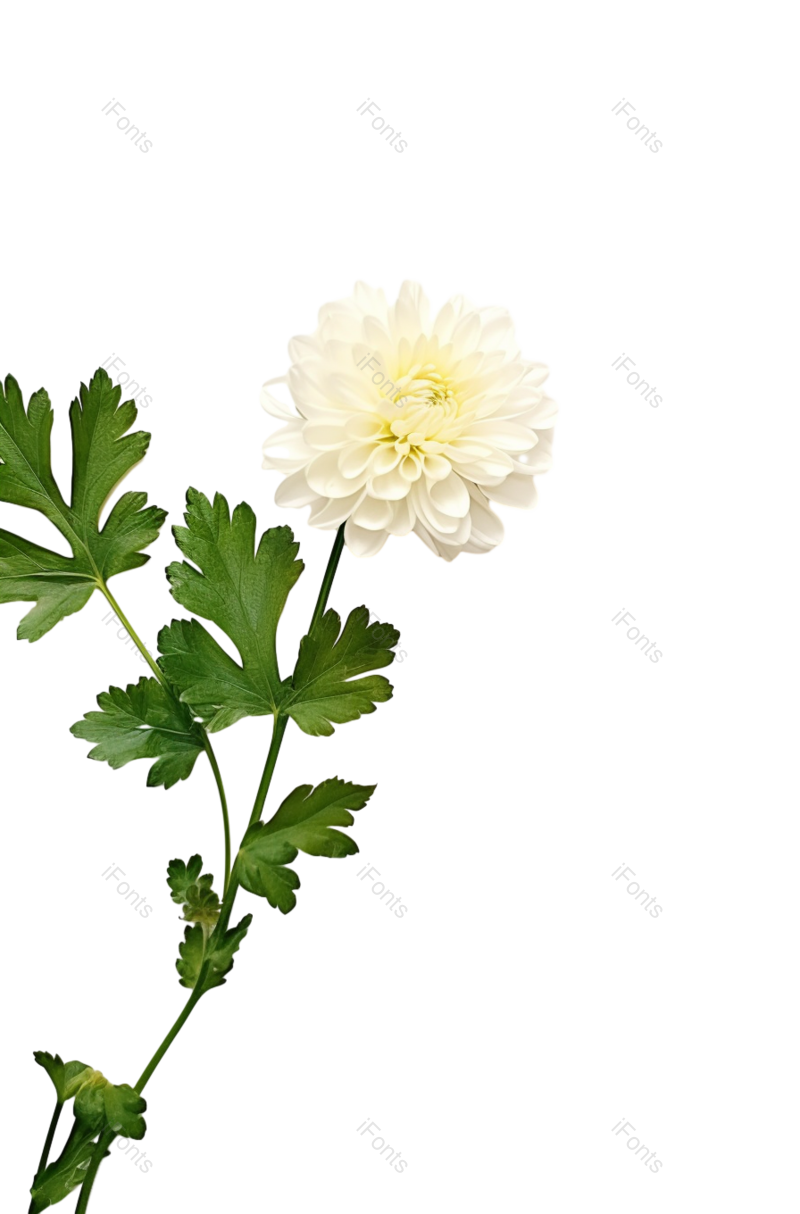 菊花图片,秋天元素,白色PNG,自然免抠素材